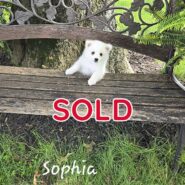 Sophia