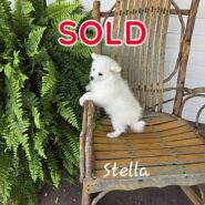 Stella