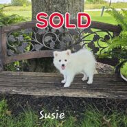 Susie